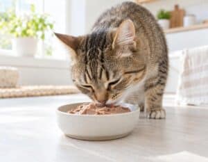 Mehr über den Artikel erfahren Katzenfutter Pastete